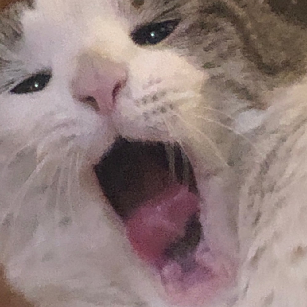 Meet your Posher, Lauren